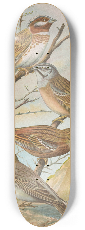 Johann Friedrich Naumann - Emberiza leucocephala Gmel, Emberiza cia, Emberiza cinerea Strickl 8.25 inch art skate deck