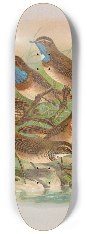 Johann Friedrich Naumann - Erithacus cyaneculus 8.25 inch art skate deck