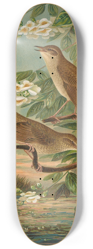 Johann Friedrich Naumann - Erithacus luscinia, Erithacus philomela 8.25 inch art skate deck