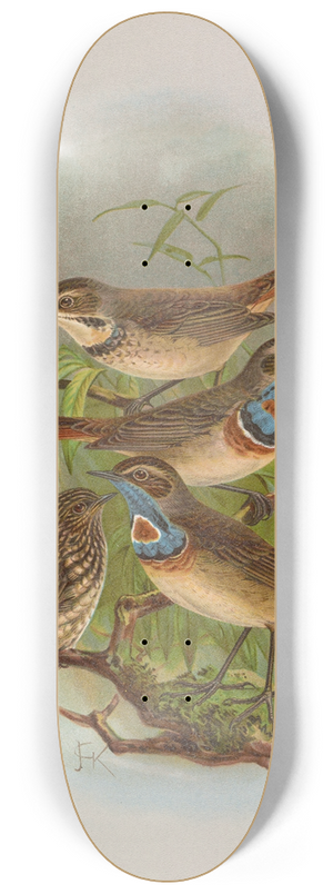 Johann Friedrich Naumann - Erithacus suecicus 8.25 inch art skate deck