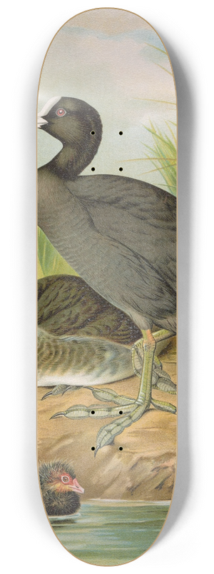 Johann Friedrich Naumann - Fulica atra 8.25 inch art skate deck