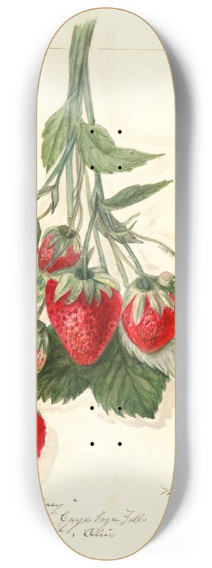 Mary Daisy Arnold - Fragaria: Epsey 8.25 inch art skate deck