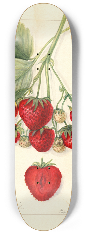 Mary Daisy Arnold - Fragaria: Texas 8.25 inch art skate deck
