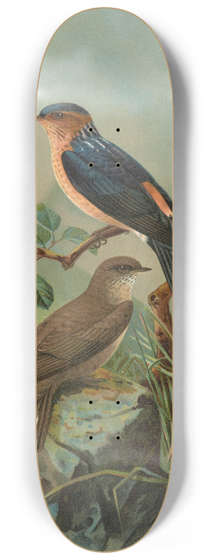 Johann Friedrich Naumann - Hirundo rufula Temm, Biblis rupestris 8.25 inch art skate deck