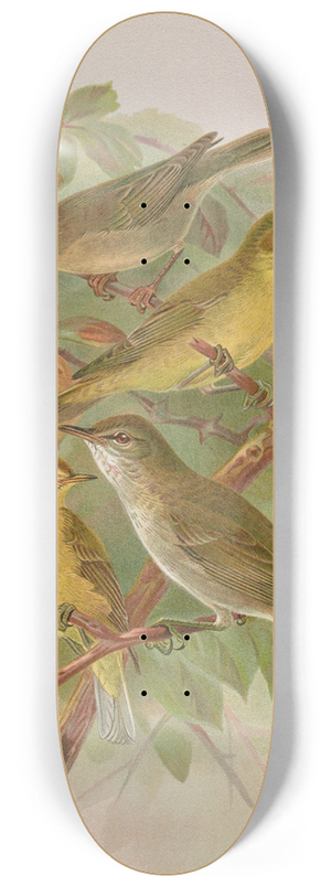 Johann Friedrich Naumann - Hypolais pallida, philomela, polyglotta, olivetorum 8.25 inch art skate deck