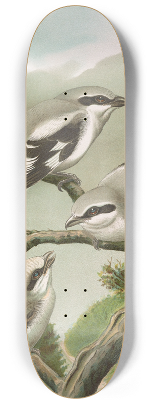 Johann Friedrich Naumann - Lanius excubitor 8.25 inch art skate deck