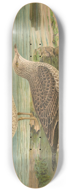 Johann Friedrich Naumann - Larus canus, Larus argentatus Brunn. 8.25 inch art skate deck