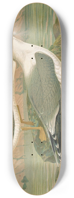 Johann Friedrich Naumann - Larus canus, Larus argentatus Brunn 8.25 inch art skate deck