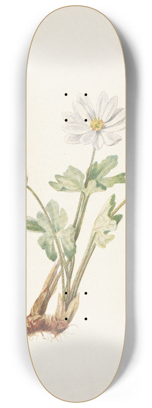 Mary Vaux Walcott - Bloodroot. Sanguinaria canadensis 8.25 inch art skate deck