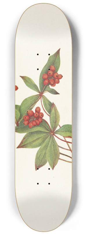 Mary Vaux Walcott - Bunchberry (fruit). Cornus canadensis 8.25 inch art skate deck