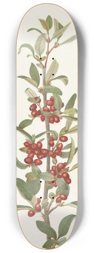 Mary Vaux Walcott - Canada Buffaloberry. Lepargyrea canadensis 8.25 inch art skate deck