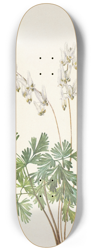 Mary Vaux Walcott - Dutchmans-breeches. Bikukulla cucullaria 8.25 inch art skate deck