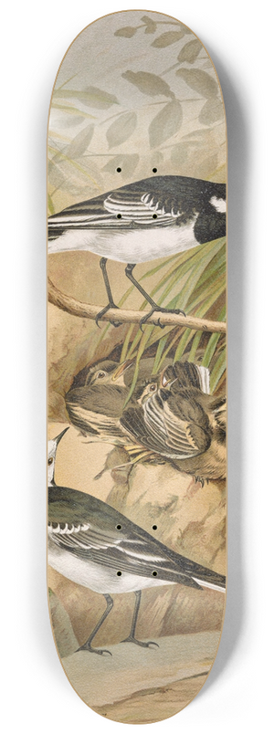 Johann Friedrich Naumann - Motacilla lugubris Temm. 8.25 inch art skate deck