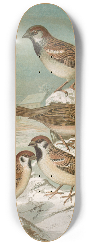 Johann Friedrich Naumann - Passer domesticus, Passer montanus 8.25 inch art skate deck