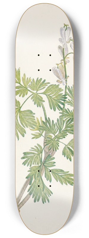 Mary Vaux Walcott - Squirrelcorn. Bikukulla canadensis 8.25 inch art skate deck