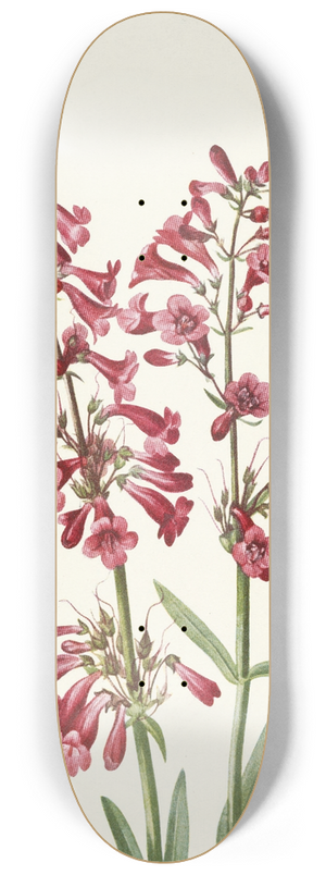 Mary Vaux Walcott - Wright Pentstemon. Pentstemon wrightii 8.25 inch art skate deck
