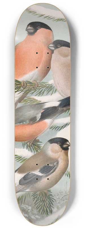 Johann Friedrich Naumann - Pyrrhula pyrrhula, Pyrrhula pyrrhula europaea (Vieill.) 8.25 inch art skate deck
