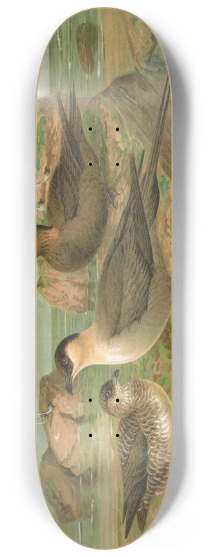 Johann Friedrich Naumann - Stercorarius longicaudus Vieill, Stercorarius parasiticus 8.25 inch art skate deck