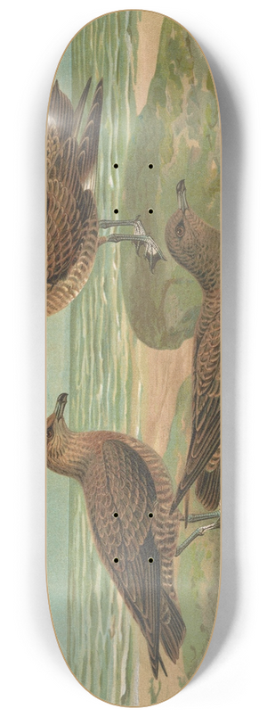 Johann Friedrich Naumann - Stercorarius parasiticus, Stercorarius pomarinus, Mittlere Raubmve, Stercorarius longicaudus Vieill 8.25 inch art skate deck