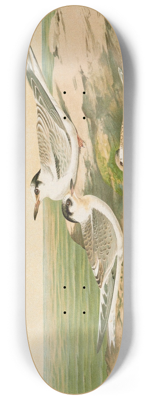 Johann Friedrich Naumann - Sterna minuta, Sterna macrura, Sterna hirundo. 8.25 inch art skate deck