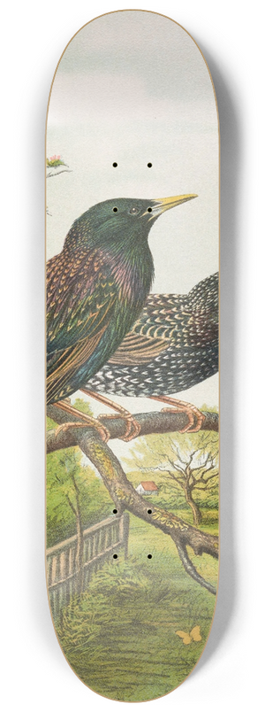 Johann Friedrich Naumann - Sturnus vulgaris 8.25 inch art skate deck