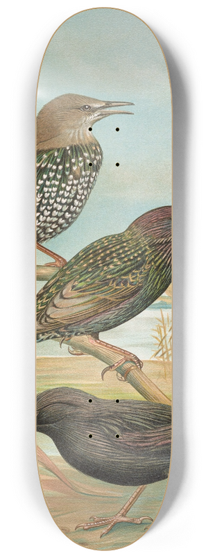 Johann Friedrich Naumann - Sturnus vulgaris, Sturnus vulgaris Menzbieri, Sturnus unicolor Marmora 8.25 inch art skate deck