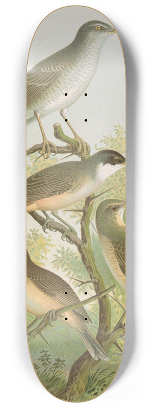 Johann Friedrich Naumann - Sylvia nisoria, Sylvia orphea Temm 8.25 inch art skate deck