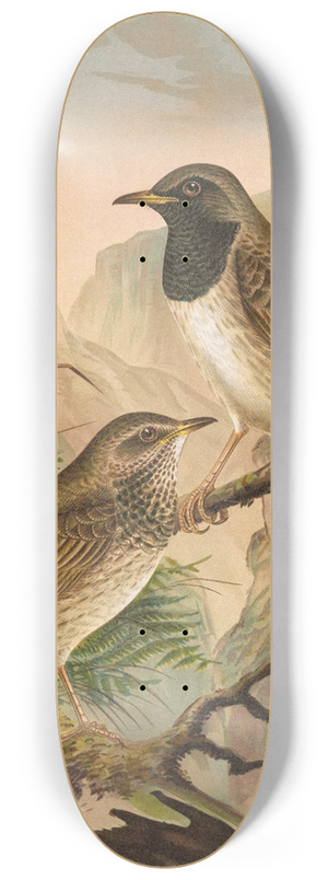 Johann Friedrich Naumann - Turdus atrigularis 8.25 inch art skate deck
