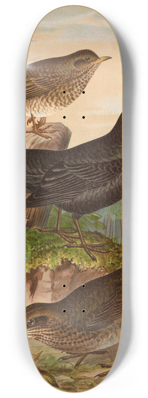 Johann Friedrich Naumann - Turdus merula 8.25 inch art skate deck
