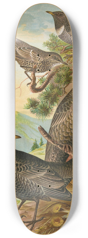 Johann Friedrich Naumann - Turdus torquatus 8.25 inch art skate deck