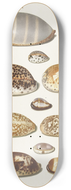 Johann Gustav Hoch - Elf grote en kleine tropische kaurie schelpen 8.25 inch art skate deck
