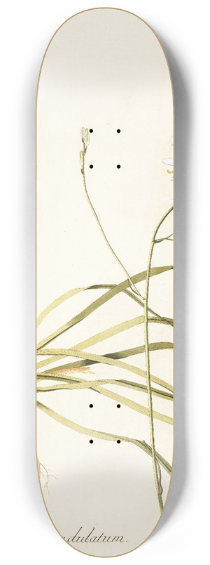 Nikolaus Joseph Freiherr von Jacquin - Anthericum undulatum 8.25 inch art skate deck