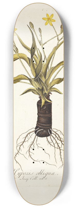 Nikolaus Joseph Freiherr von Jacquin - Hypoxis obliqua 8.25 inch art skate deck