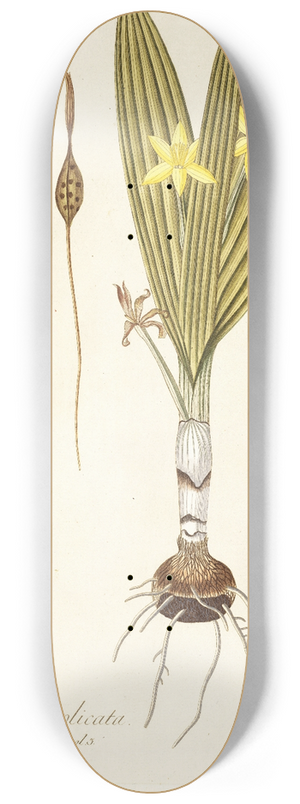 Nikolaus Joseph Freiherr von Jacquin - Hypoxis plicata 8.25 inch art skate deck