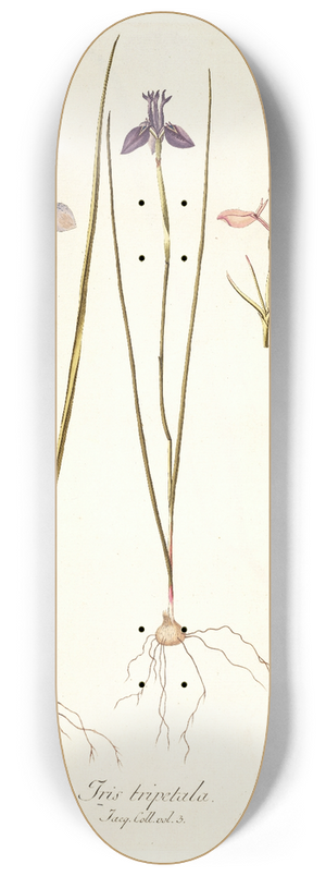 Nikolaus Joseph Freiherr von Jacquin - Iris tripetala 8.25 inch art skate deck