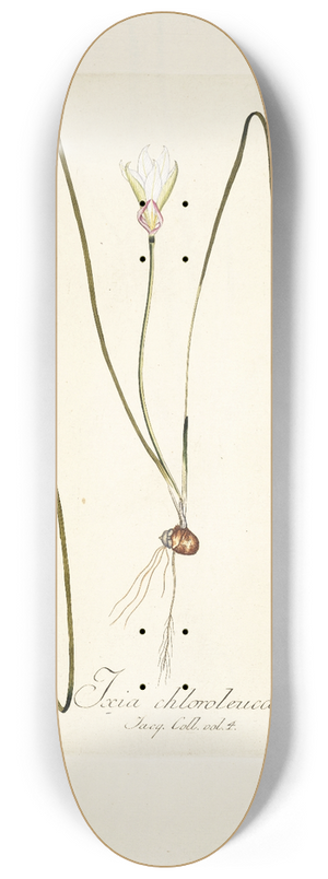 Nikolaus Joseph Freiherr von Jacquin - Ixia chloroleuca 8.25 inch art skate deck