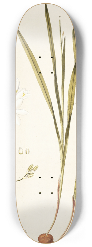 Nikolaus Joseph Freiherr von Jacquin - Ixia leucantha 8.25 inch art skate deck