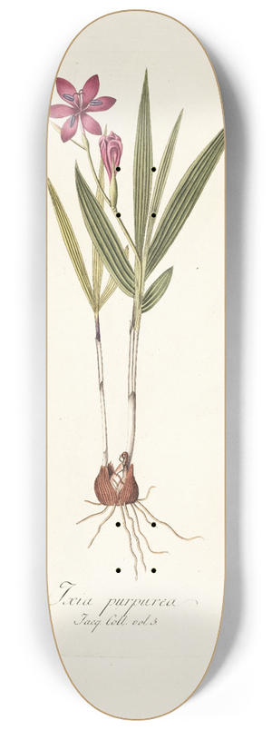 Nikolaus Joseph Freiherr von Jacquin - Ixia purpurea 8.25 inch art skate deck