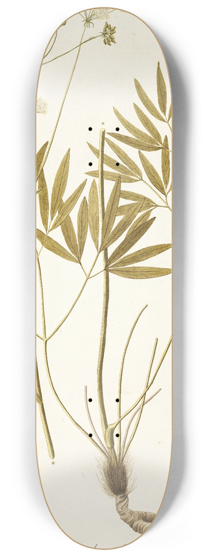 Nikolaus Joseph Freiherr von Jacquin - Laserpitium peucedanoides 8.25 inch art skate deck