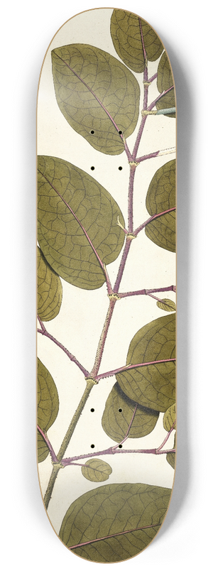 Nikolaus Joseph Freiherr von Jacquin - Piper tuberculatum 8.25 inch art skate deck
