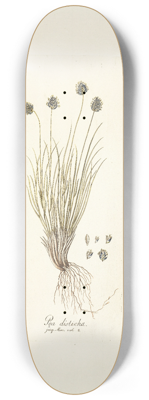 Nikolaus Joseph Freiherr von Jacquin - Poa disticha 8.25 inch art skate deck