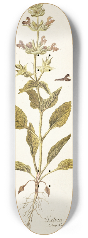 Nikolaus Joseph Freiherr von Jacquin - Salvia spinosa 8.25 inch art skate deck