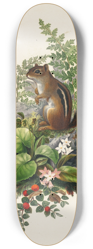 Olive E Whitney - Chipmunk 8.25 inch art skate deck
