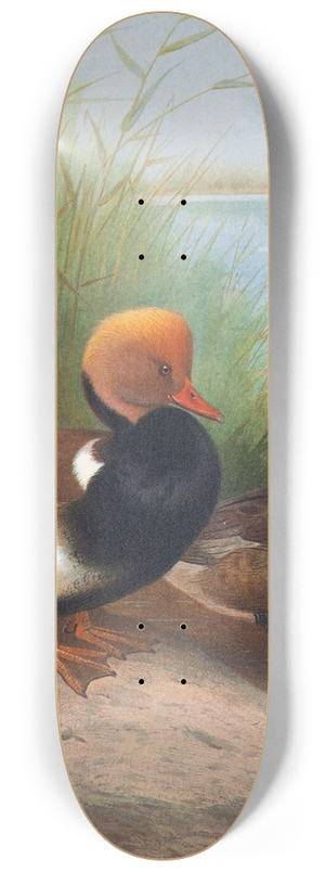 Otto Murray Dixon - Red-Crested Pochard 8.25 inch art skate deck