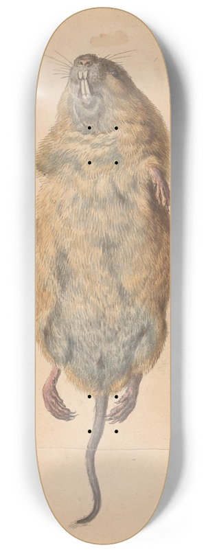Johann Rudolph Schellenberg - A Field Mouse, from Below 8.25 inch art skate deck
