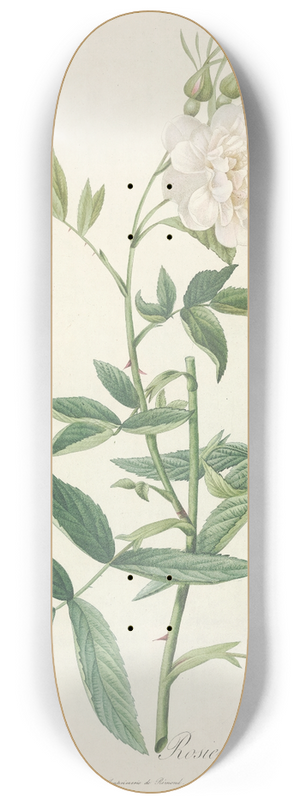 Pierre Joseph Redout - Rosa Alba Cimbaefolia 8.25 inch art skate deck
