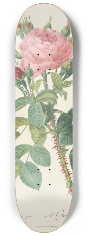 Pierre Joseph Redout - Rosa Bifera Macrocarpa 8.25 inch art skate deck