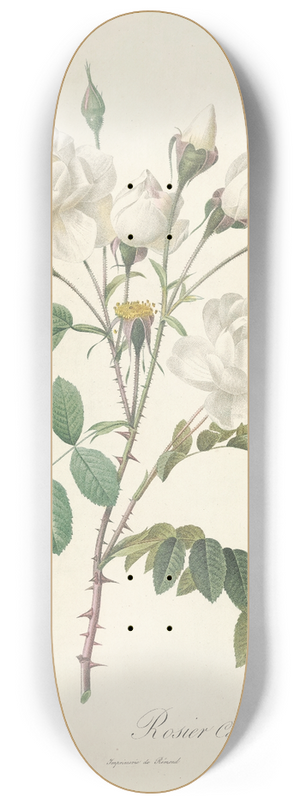 Pierre Joseph Redout - Rosa Campanulata Alba 8.25 inch art skate deck