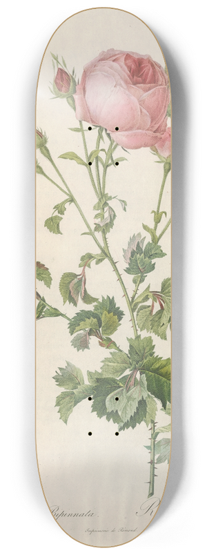 Pierre Joseph Redout - Rosa Centifolia Bipinnata 8.25 inch art skate deck