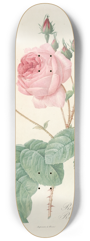 Pierre Joseph Redout - Rosa Centifolia Bullata 8.25 inch art skate deck